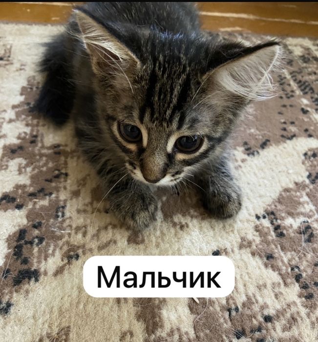 Отдам котят в добрые руки