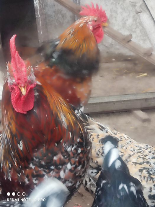 Оплодени/разплодни яйца от Шведска цветна  кокошка