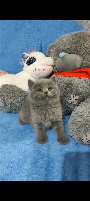 Продаются шикарные котята! Успейте к празднику купить! Девочки страйт.