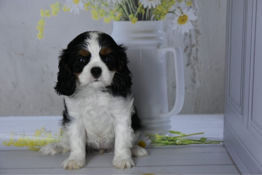 Кавалер кинг чарльз спаниель