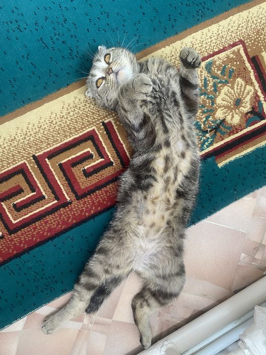 СРОЧНО Продам вислоушку