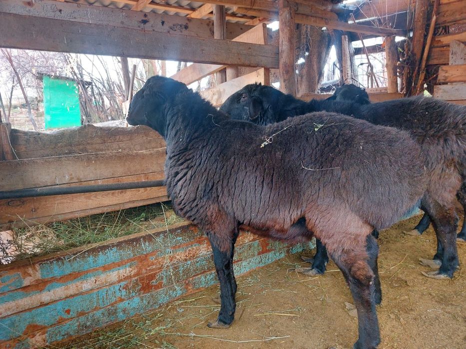 3 Жасар  2 Кошкар