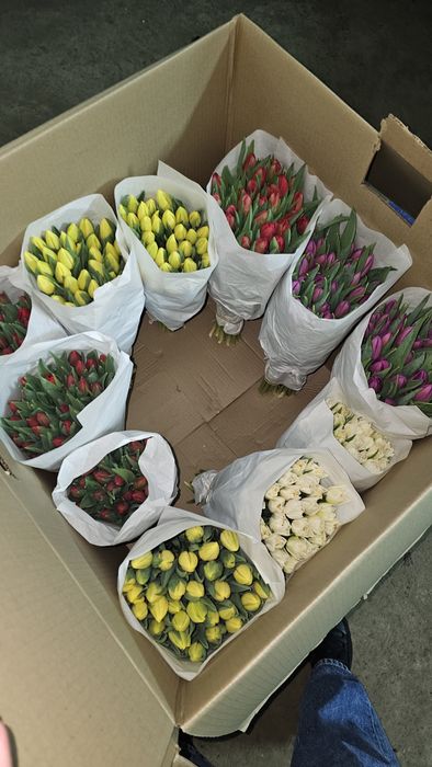 Тюльпаны оптом к 8 марта, срезка тюльпанов