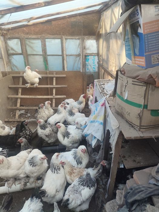 Куры петухи брама