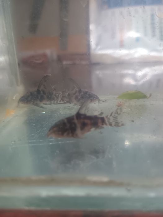 Декоративни риби -Хелер