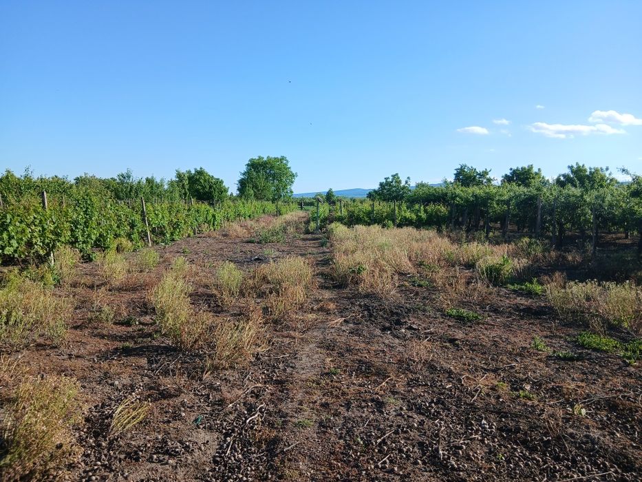 Vănd  teren intravilan +casă bătrânească