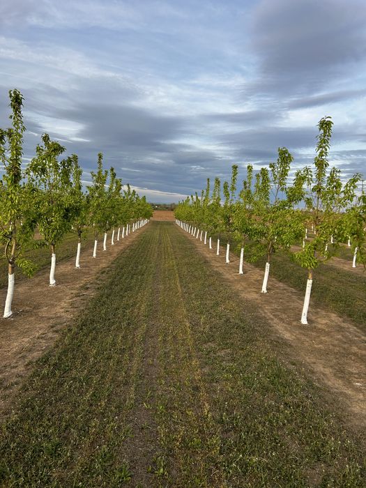 Овощна градина, Круши