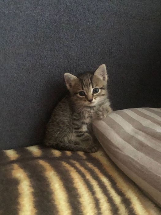 American Shorthair femela cu pedigree tip A