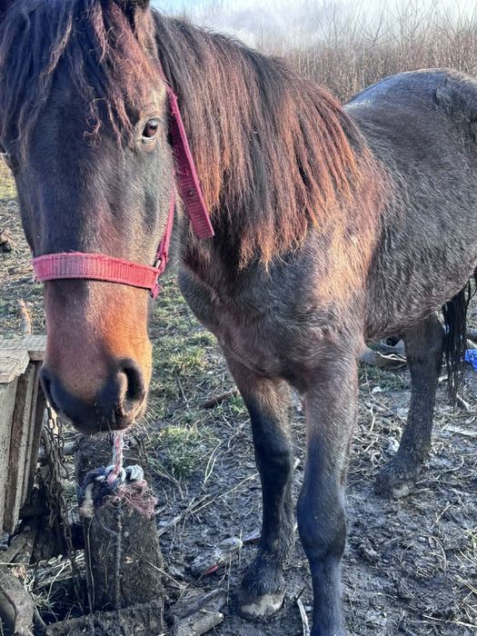 Mânz de vânzare are 2 ani