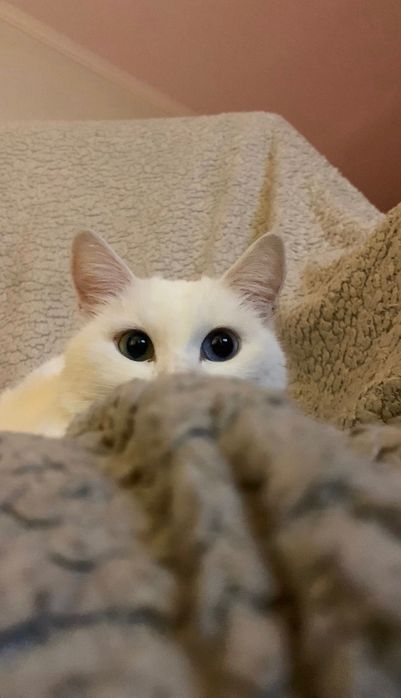 Игуро ищет свой дом