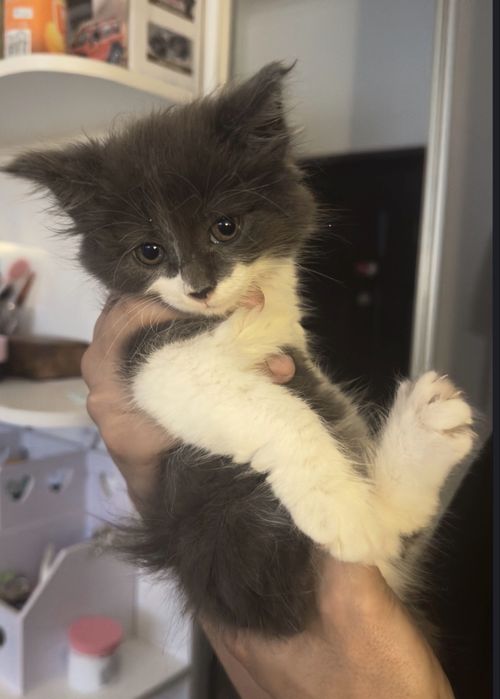 Котята от мамы Мейн кун