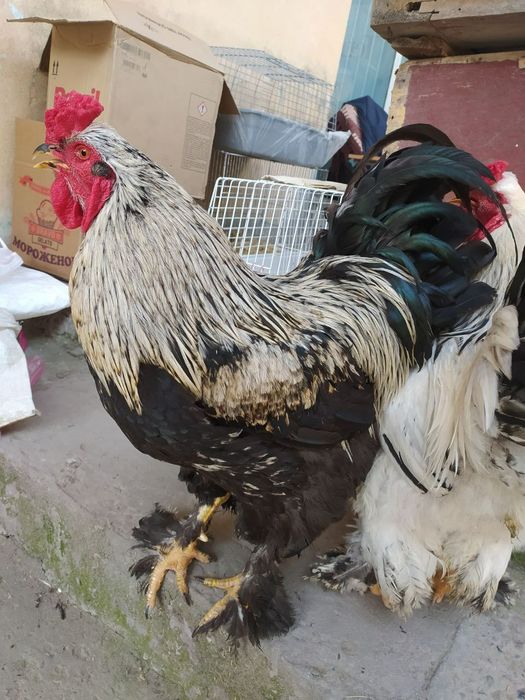 Брама питух. Brama xo'roz