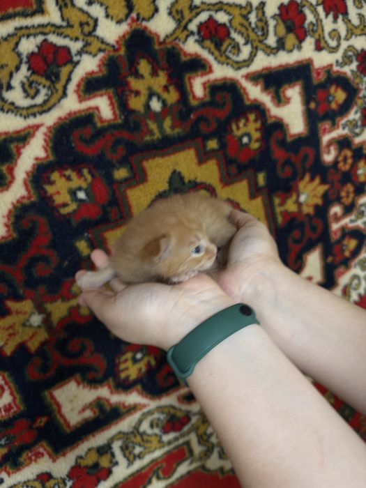 Котята в добрые ручки