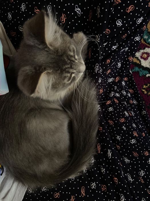 отдам котенка.