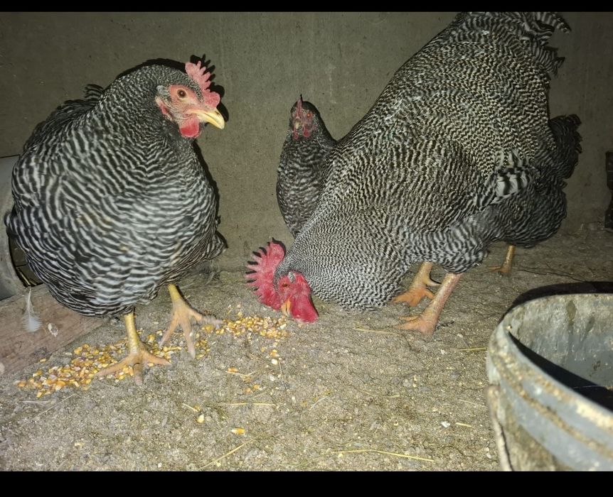 Plymouth rok barat vând sau schimb