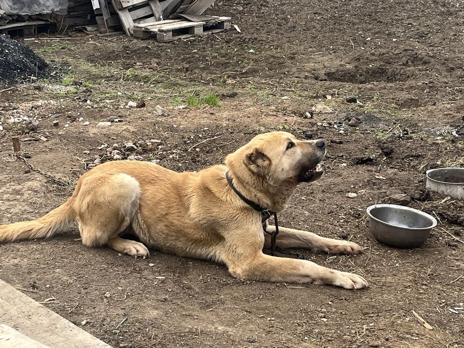 Отдам в хорошие руки