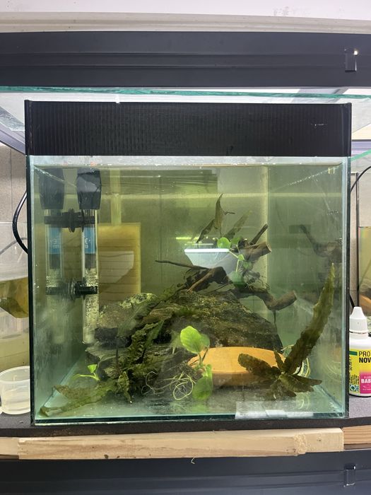 Acvariu cu sau fara vietuitoare