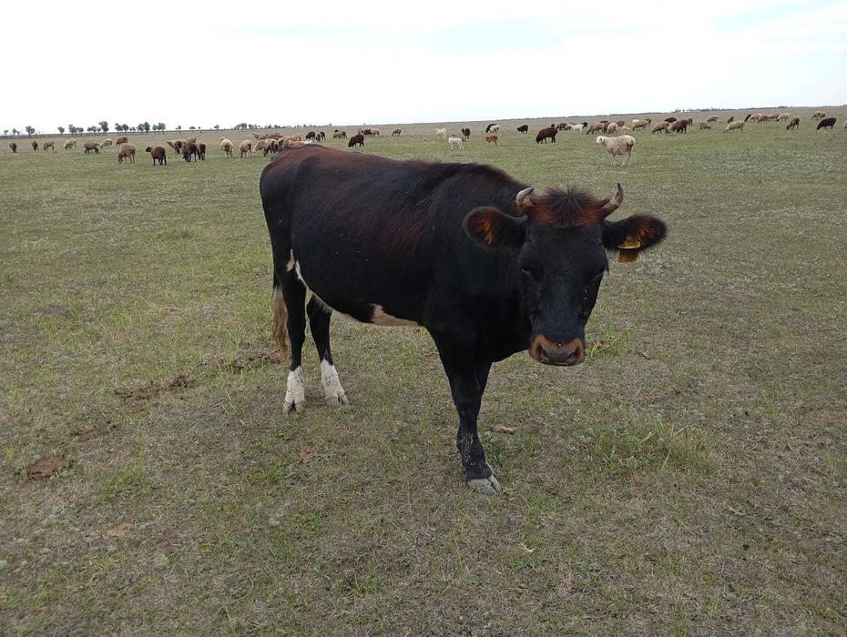 Продам тёлку,стельная ,возраст 1,10 месяцев