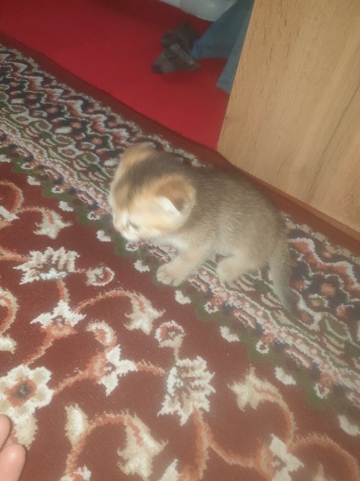 Kowki zotli muwuv bolasi
