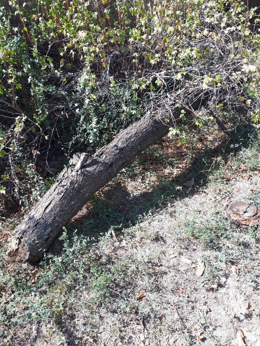 Продаю дрова ( Отин сотаман)