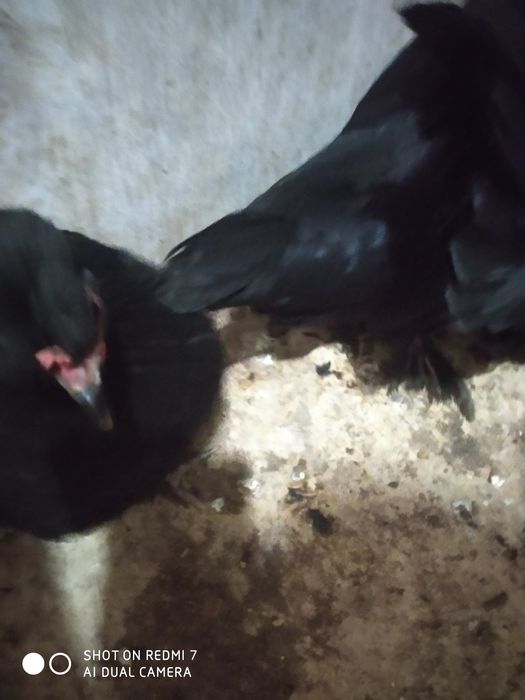 Yapon xoʻroz tovuq sotiladi