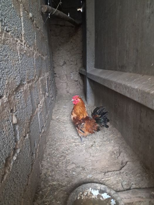 Японский қораз сатылады