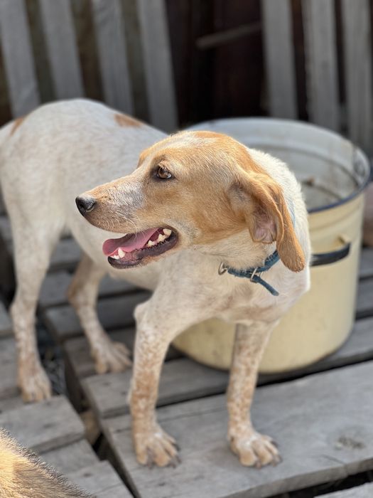 Собака в хорошие руки