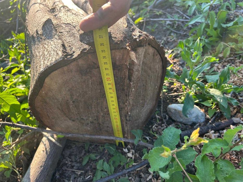 Vând 10 butuci lemn de buc de diferite dimensiuni