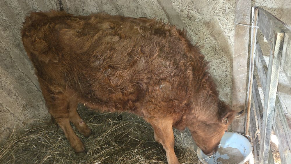 Семиз қашар сатылады