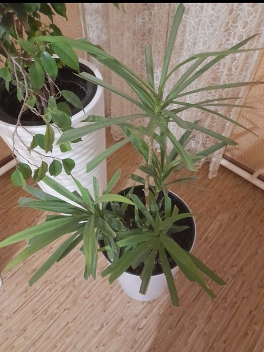 Продам домашние цветы