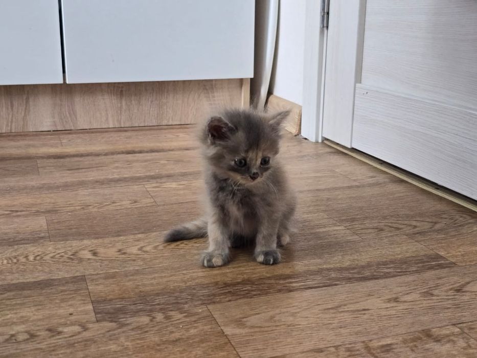 Котята 1,5 месяца