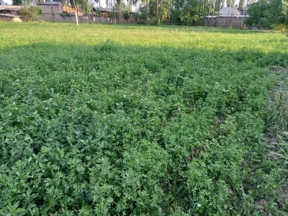 Boʻstonliq tumanidagi Aydarali qishlogʻida uy yaxlit eri b.n sotiladi