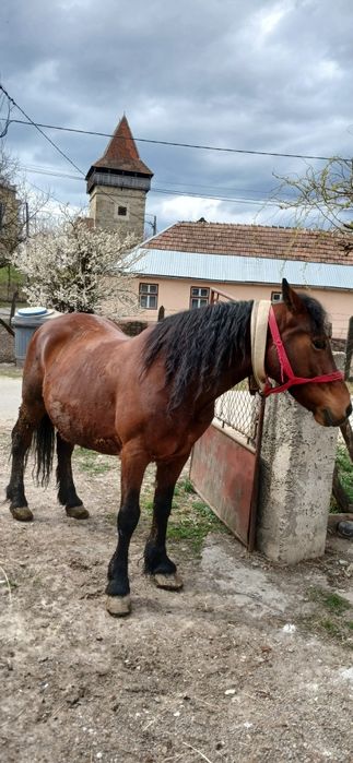 Vand cal cu acte in regula