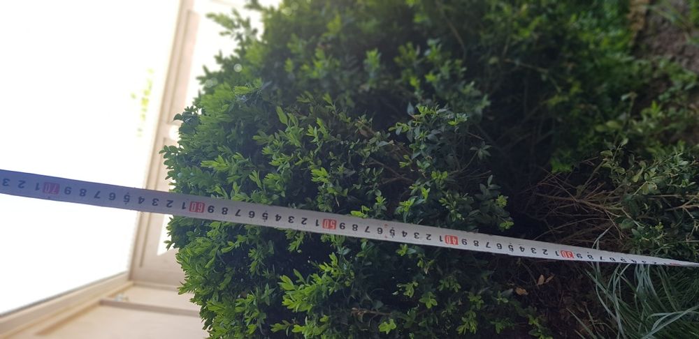 ShamshoD 4ta . 2tasi kotta