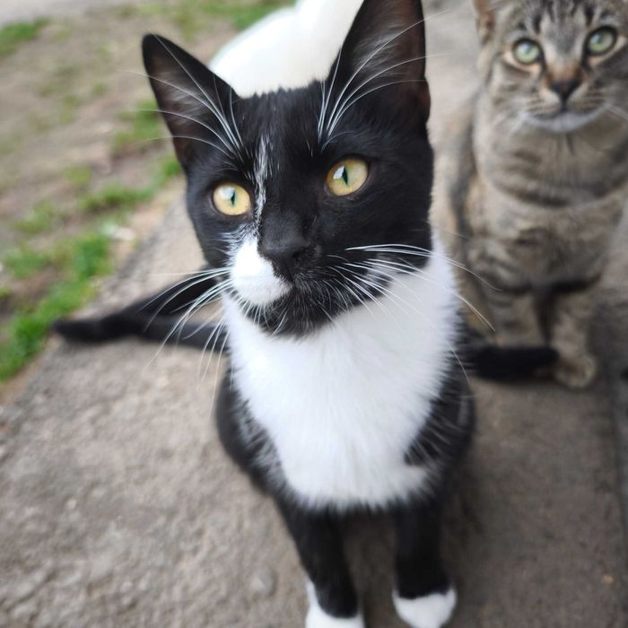 Pisicuță dorește o familie - adopție