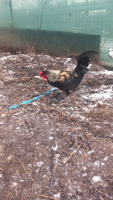 Cocosi pitici  deparazitati si vaccinati