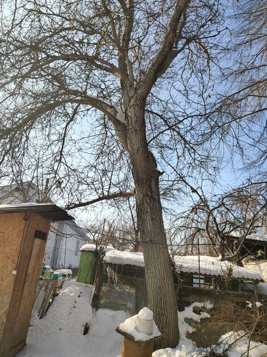 Отдам Деревья на спил