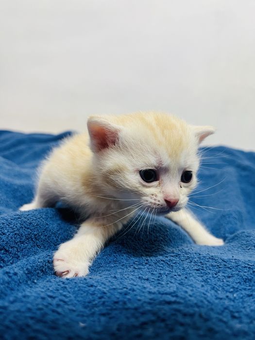 Шотлансдкие прямоухие котята