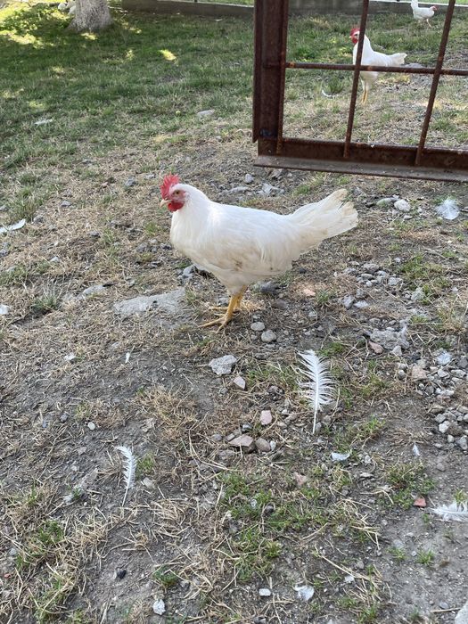 Cocoși Leghorn Alb