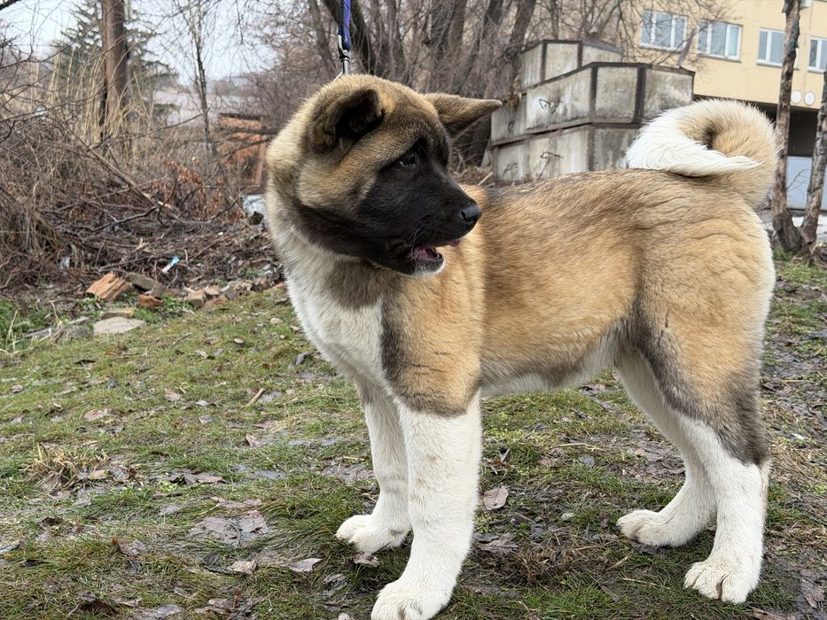 Щенки американской акиты