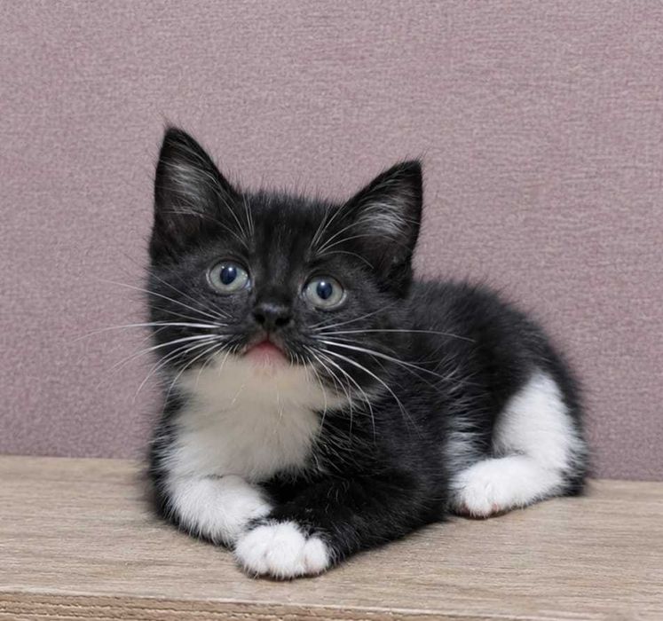 Котята бесплатно