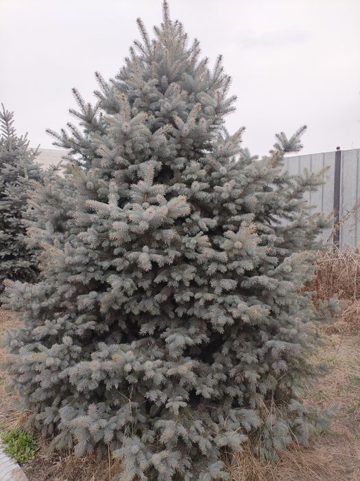 Голубая Ель от 2м и выше