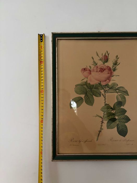 printul oficial La Redoute trandafir roz secolului 19 inramat
