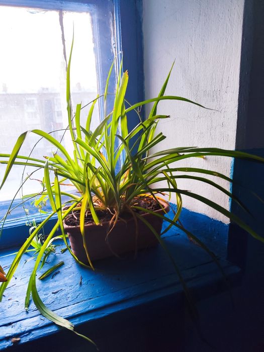 Цветы замиокулькас