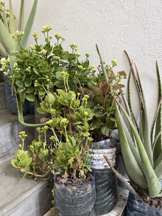 Подарявам много каланхоета