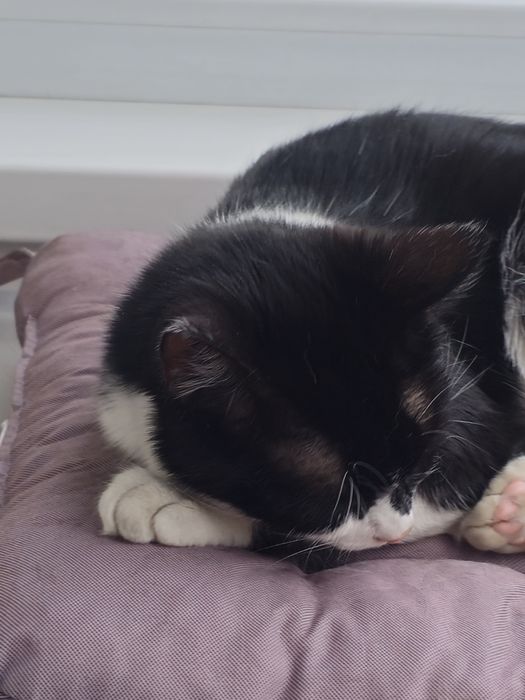 Кошка в добрые руки