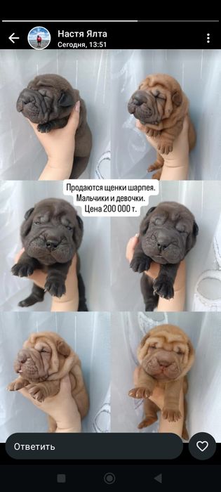 Продажа щенков шарпей