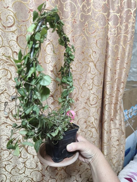 Церопегия Вуда..