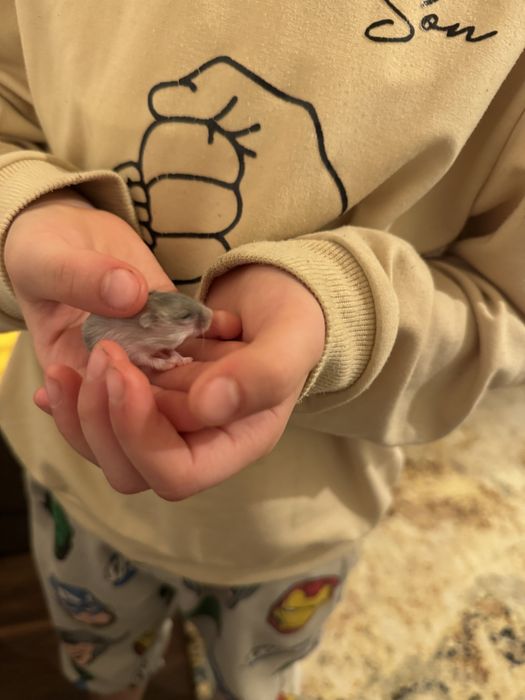 Vand hamsteri pitici