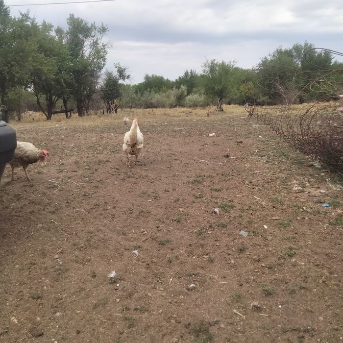 Қораз 3000 Тауық 2000